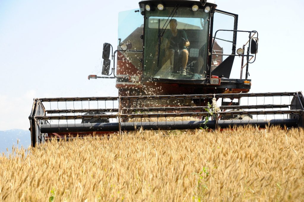 Campi della Biofattoria Bisele a Roana dove viene coltivato il grano Canove